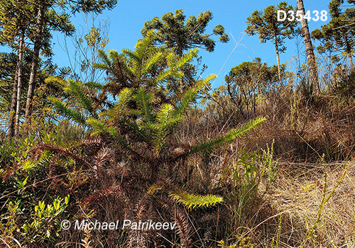 Candelabra Tree (Araucaria angustifolia)